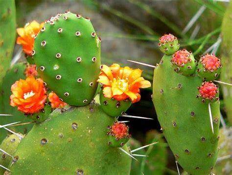 Prickly Pear Cactus